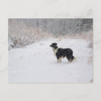 postcard - Snowy Border Collie