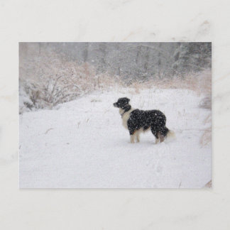 Cartão Postal De Festividades postcard - Snowy Border Collie