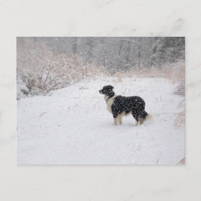 Cartão Postal De Festividades postcard - Snowy Border Collie (Frente)