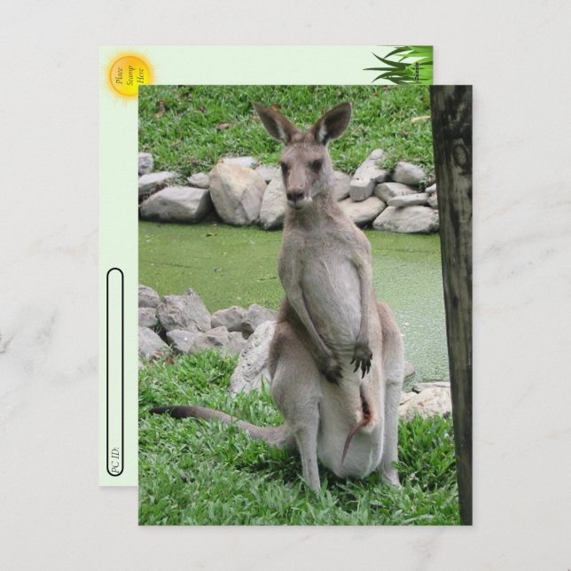 Cartão Postal De Festividades Postcross: Kangaroo com Joey Postcard (Frente/Verso)