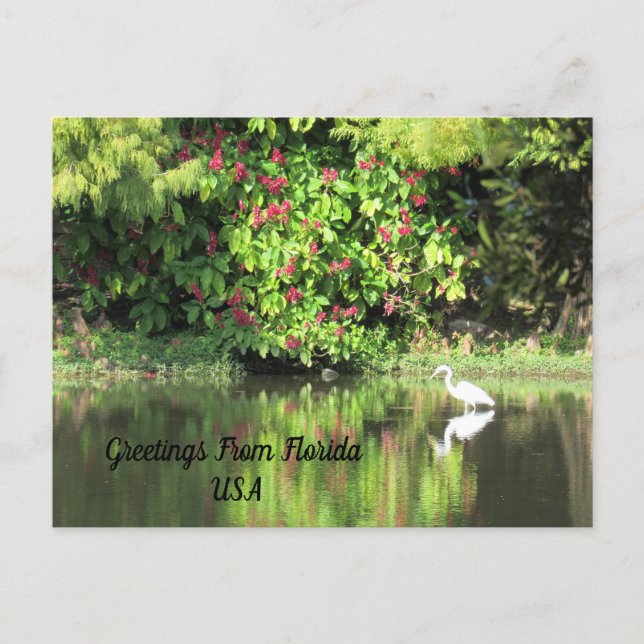 Cartão Postal De Festividades Postcrossing - Greetings from - Egret Landscape (Frente)