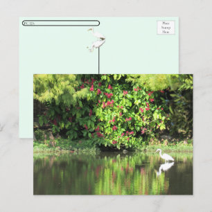 Cartão Postal De Festividades Postcrossing: Uma Grande Garça Pescando no Pântano