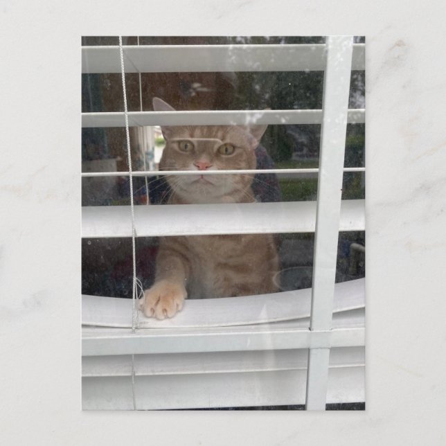 Cartão Postal De Festividades Postcrossing - Where's Mom Cat Postcard (Frente)