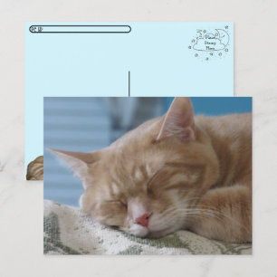 Cartão Postal De Festividades Posto - Gatinho Sonolento Taz - Cartão-postal Cat