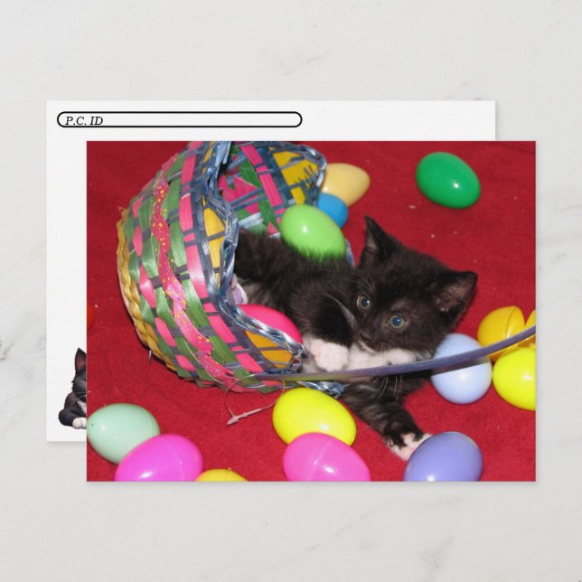 Cartão Postal De Festividades Posto - Páscoa de Versace deseja Cat /Kitten (Frente/Verso)