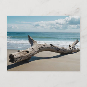 Cartão Postal De Festividades Praia da Driftwood
