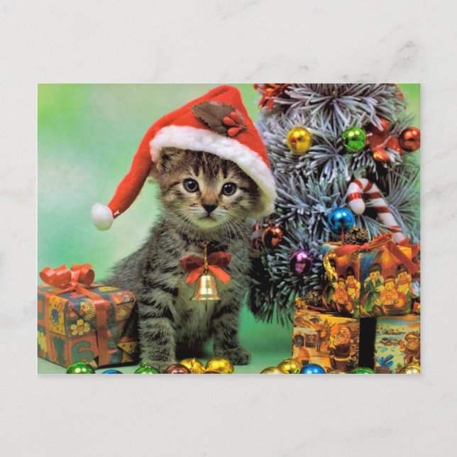 Cartão Postal De Festividades Precious Christmas Cat (Frente)