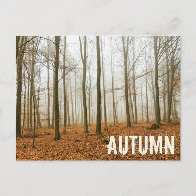 Cartão Postal De Festividades Presente da Floresta Mista e Fog Fall Season (Frente)