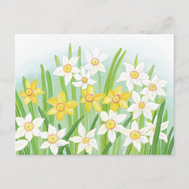 Cartão Postal De Festividades Primavera Daffodils (Frente)