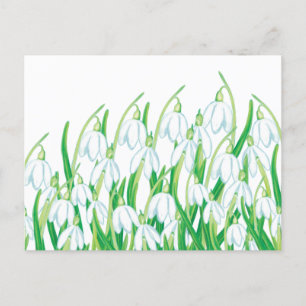 Cartão Postal De Festividades Primavera Snowdrops