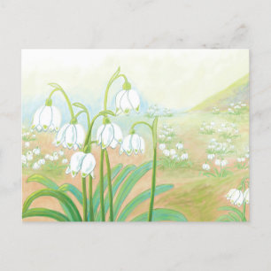 Cartão Postal De Festividades Primavera Snowflake, Leucojum vernum Ilustração