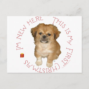 Cartão Postal De Festividades Primeiro Natal de Cachorro Pequinês