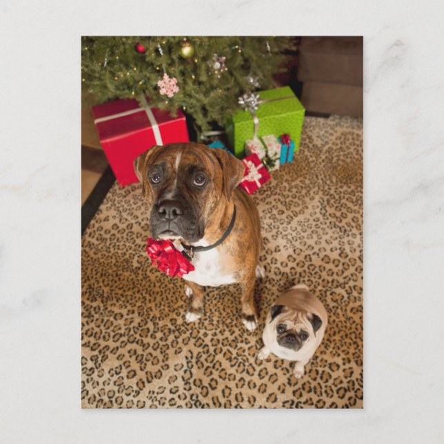 Cartão Postal De Festividades Pug and boxer sitting in front of Christmas tree (Frente)