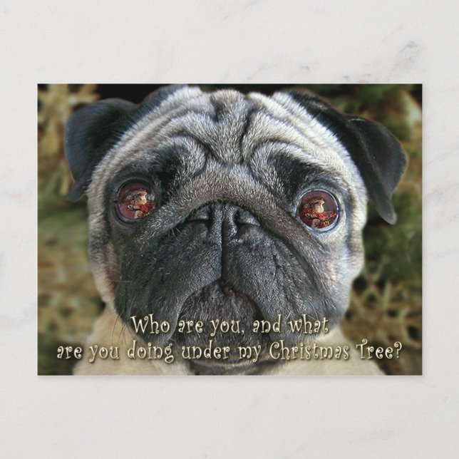 Cartão Postal De Festividades Pug Christmas postcard - Look into her eyes... (Frente)