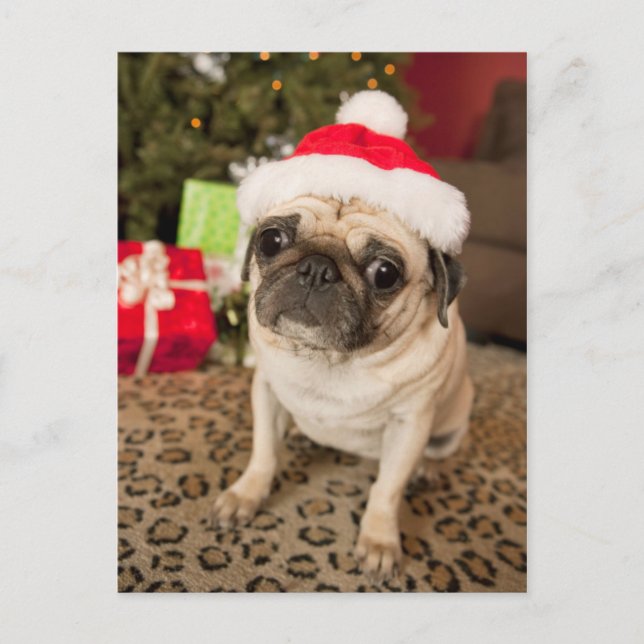 Cartão Postal De Festividades Pug em Santa Claus Hat sentado no tapete (Frente)