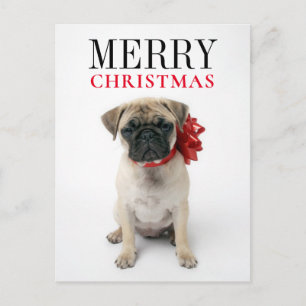 Cartão Postal De Festividades Pug Puppy com Arco de Natal