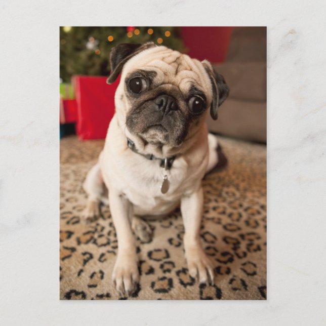 Cartão Postal De Festividades Pug sitting on carpet, Christmas tree (Frente)