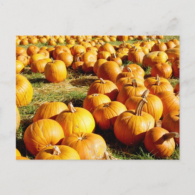 Cartão Postal De Festividades Pumpkin Patch Halloween (Frente)