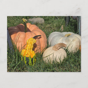 Cartão Postal De Festividades Pumpkins e Gourds