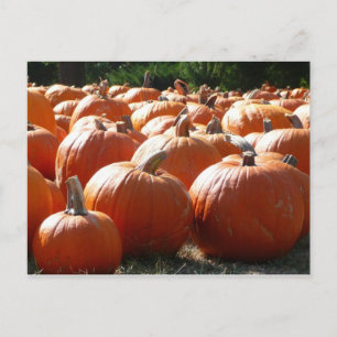 Cartão Postal De Festividades Pumpkins Foto para Queda, Dia das Bruxas ou Ação