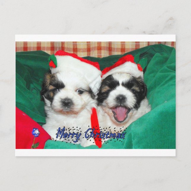 Cartão Postal De Festividades Puppies Christmas card ( shih-tzu's) (Frente)
