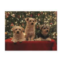 Puppy Christmas Postcard 1