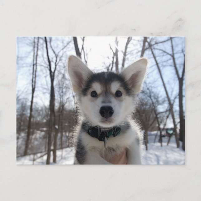 Cartão Postal De Festividades Puppy Natal (Frente)