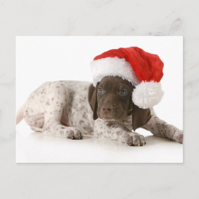 Cartão Postal De Festividades Puppy Natal - Ponteiro Alemão Curto (Frente)
