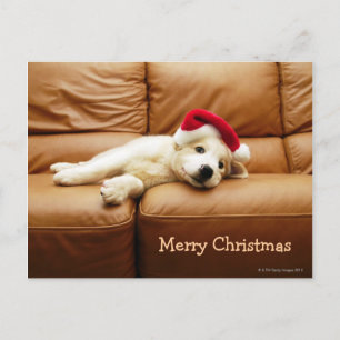 Cartão Postal De Festividades Puppy veste chapéu de natal e deita no sofá