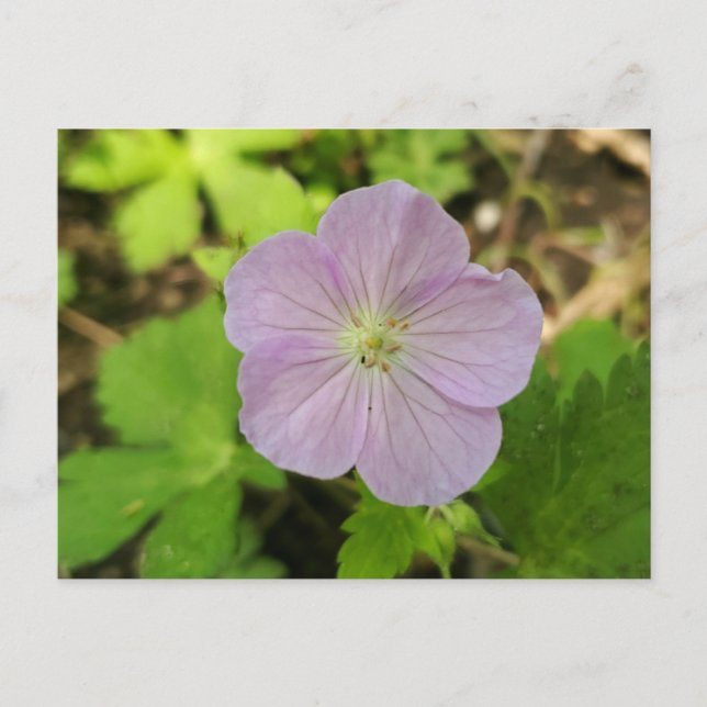 Cartão Postal De Festividades Purple Wild Geranium Michigan Wildflower Postcard (Frente)