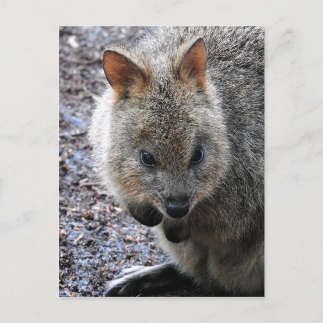 Cartão Postal De Festividades Quokka (Frente)