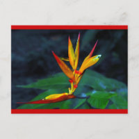 Rainforest Bloom