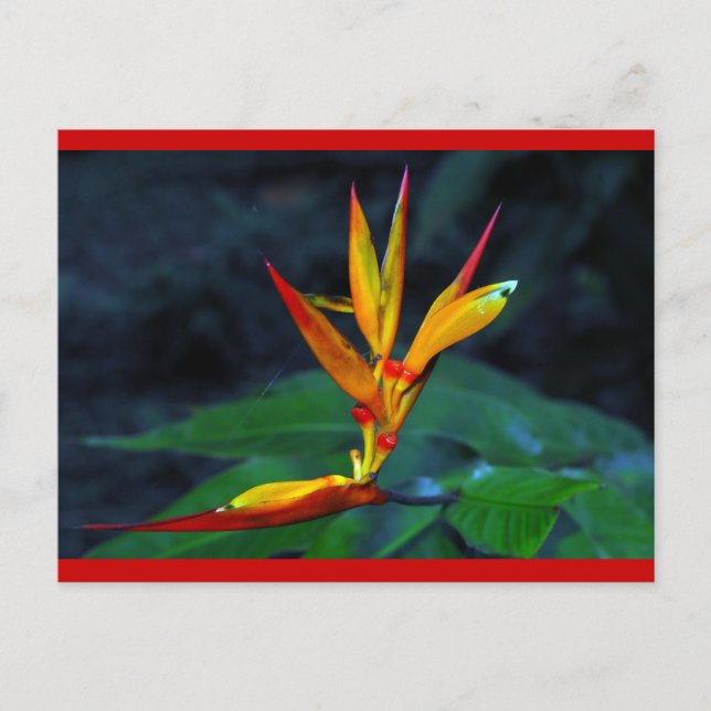 Cartão Postal De Festividades Rainforest Bloom (Frente)