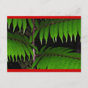 Cartão Postal De Festividades Rainforest Ferns