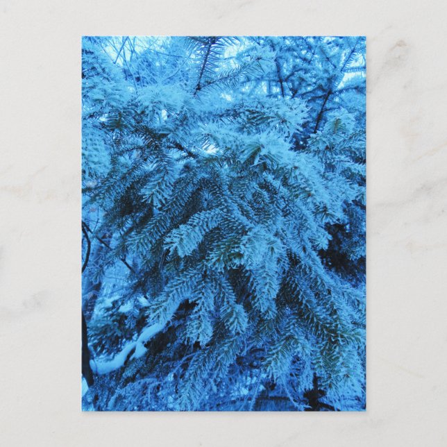 Cartão Postal De Festividades Ramais de molho cobertos com cristais de gelo (Frente)