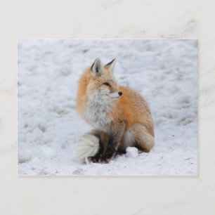 Cartão Postal De Festividades Raposa em Cascata na Neve