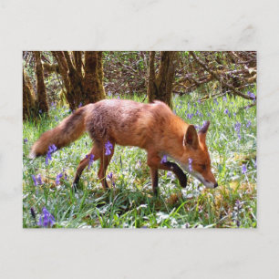 Cartão Postal De Festividades Raposa Vermelha entre Sininhos Azuis Floresta Féri