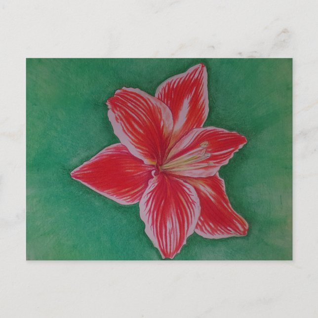 Cartão Postal De Festividades Red Amaryllis (Frente)