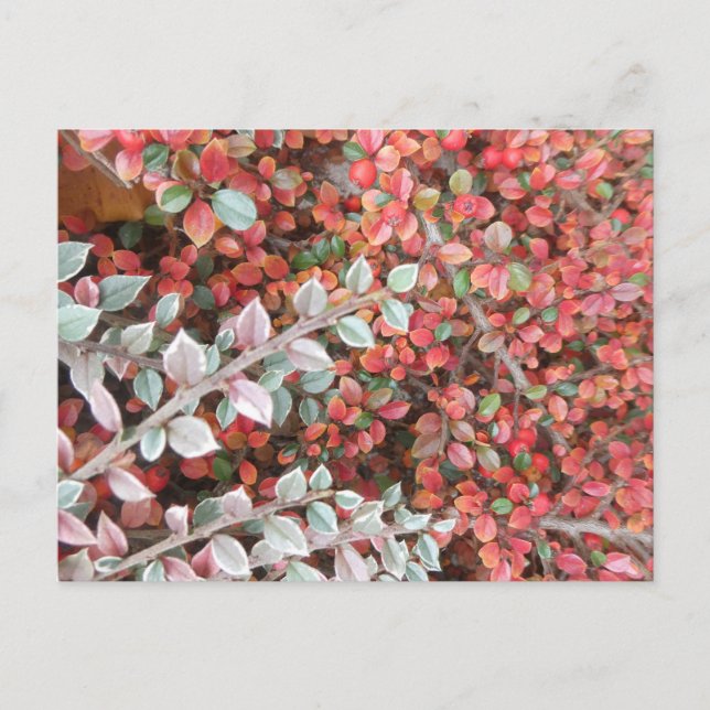 Cartão Postal De Festividades Red and Green Leaves DIY Postcard (Frente)