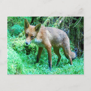 Cartão Postal De Festividades Red Fox Cub