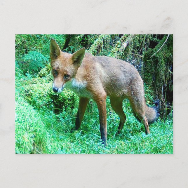 Cartão Postal De Festividades Red Fox Cub (Frente)