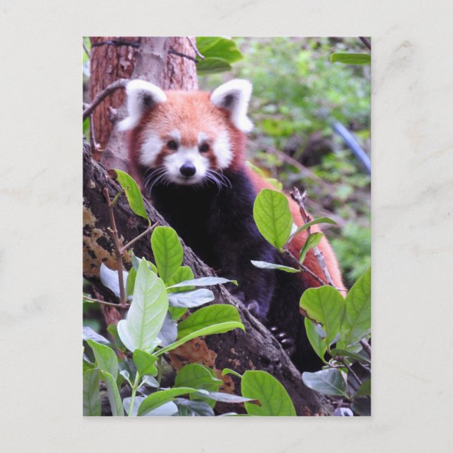 Cartão Postal De Festividades Red Panda (Frente)