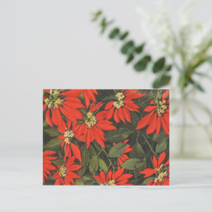 Cartão Postal De Festividades Red Poinsettia