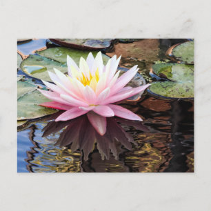 Cartão Postal De Festividades Reflexos de Nenúfar