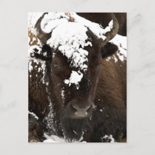 Cartão Postal De Festividades Retrato de Bison coberto em neve