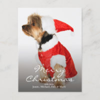 Retrato de Yorkshire Terrier Vestindo Santa Hat