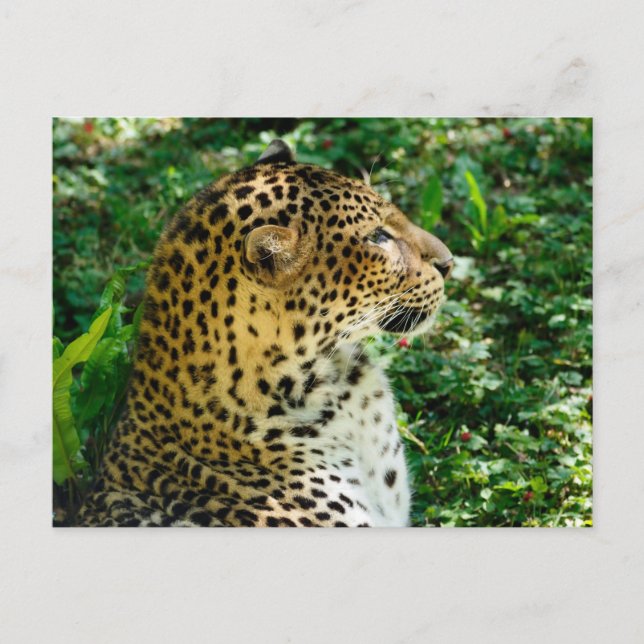 Cartão Postal De Festividades Retrato do leopardo Javan visto do perfil (Frente)