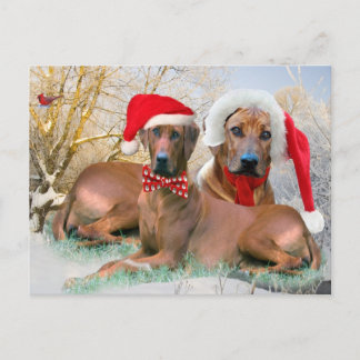 Cartão Postal De Festividades Rhodesian Ridgeback Christmas Gifts