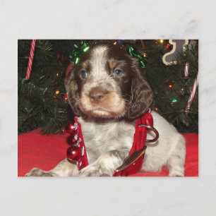 Cartão Postal De Festividades Roan English Springer Spaniel Christmas Puppy