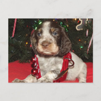 Cartão Postal De Festividades Roan English Springer Spaniel Christmas Puppy